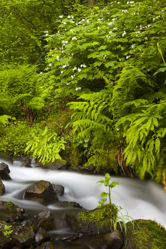 Wahkeena Creek